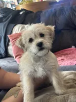 Comet, a male Shihpoo and Shih Tzu for sale in Los Angeles, CA – Photo 3 of 4