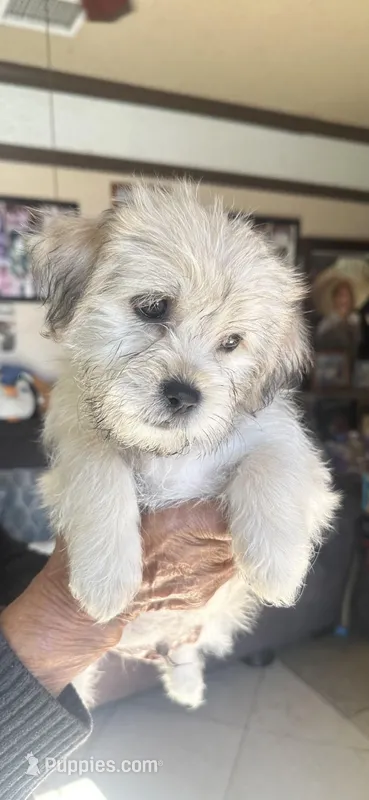 Comet – Shihpoo, Shih Tzu puppy for sale in Los Angeles, CA