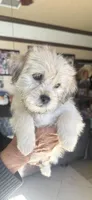 Comet, a male Shihpoo and Shih Tzu for sale in Los Angeles, CA – Photo 1 of 4