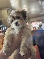 Roxie, a female Shihpoo and Shih Tzu for sale in Los Angeles, CA – Photo 1 of 4