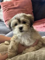 Roxie, a female Shihpoo and Shih Tzu for sale in Los Angeles, CA – Photo 3 of 4