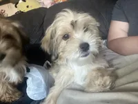 Roxie, a female Shihpoo and Shih Tzu for sale in Los Angeles, CA – Photo 4 of 4