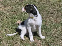 Jr. , a  Rat Terrier and Cavalier King Charles Spaniel for sale in Deer, AR – 2 of 3