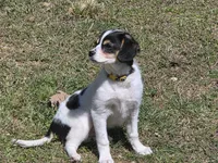 Jr. , a  Rat Terrier and Cavalier King Charles Spaniel for sale in Deer, AR – 3 of 3