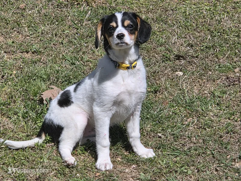 Jr.  – Rat Terrier, Cavalier King Charles Spaniel puppy for sale in Deer, AR