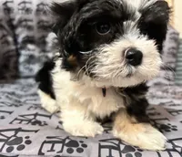 Annie, a female Mal Shi for sale in Chesapeake, VA – 5 of 6