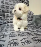 Missy, a female Mal Shi for sale in Chesapeake, VA – 4 of 6