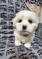 Jack, a male Mal Shi for sale in Chesapeake, VA – 2 of 5