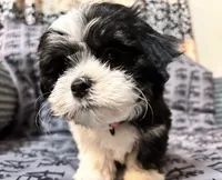 Annie, a female Mal Shi for sale in Chesapeake, VA – 3 of 6