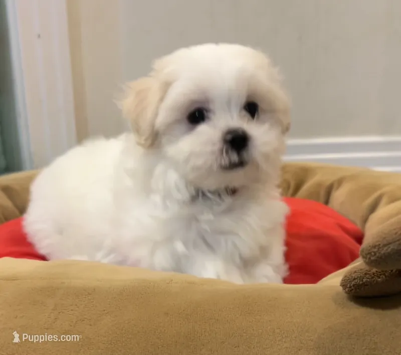 Missy – Mal Shi puppy for sale in Chesapeake, VA
