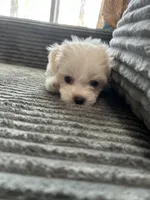 Tex, a male Mal Shi for sale in Chesapeake, VA – Photo 3 of 4