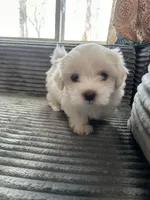 Tex, a male Mal Shi for sale in Chesapeake, VA – Photo 2 of 4