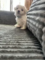 Tex, a male Mal Shi for sale in Chesapeake, VA – Photo 4 of 4