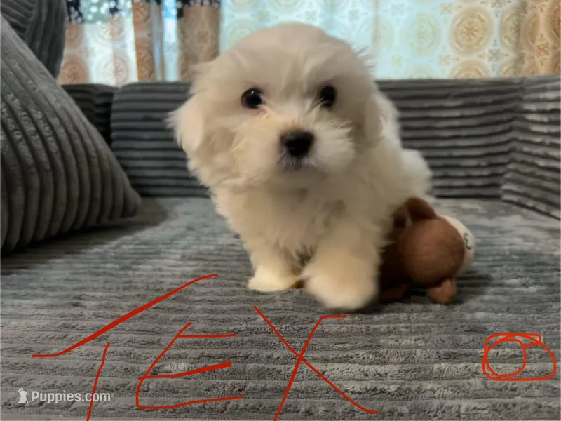 Tex – Mal Shi puppy for sale in Chesapeake, VA