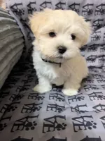 Sati, a female Mal Shi for sale in Chesapeake, VA – 3 of 7