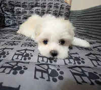 Missy, a female Mal Shi for sale in Chesapeake, VA – 3 of 6