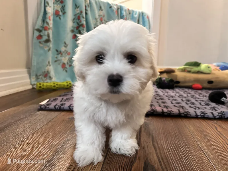 Jack – Mal Shi puppy for sale in Chesapeake, VA