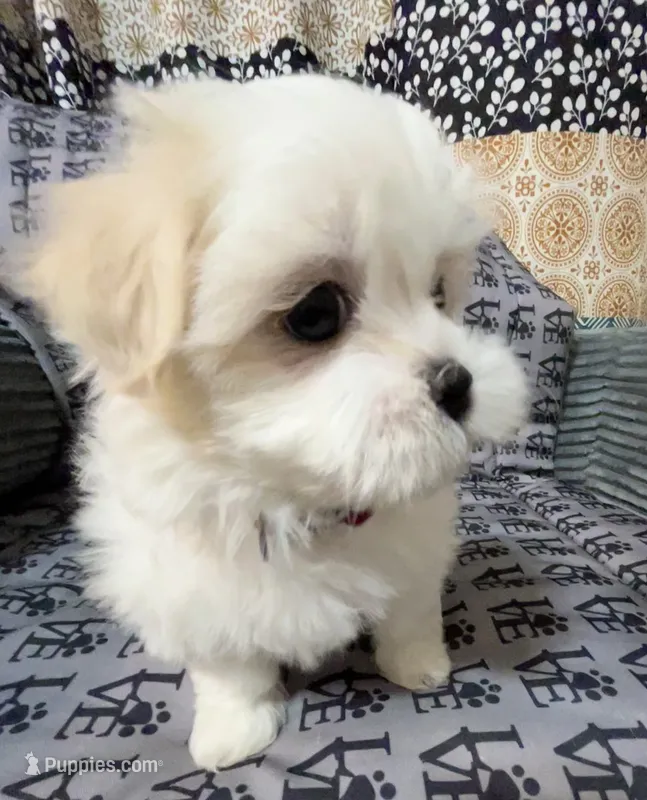 Missy – Mal Shi puppy for sale in Chesapeake, VA