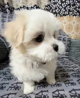 Missy, a female Mal Shi for sale in Chesapeake, VA – 1 of 6