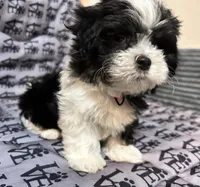 Annie, a female Mal Shi for sale in Chesapeake, VA – 2 of 6