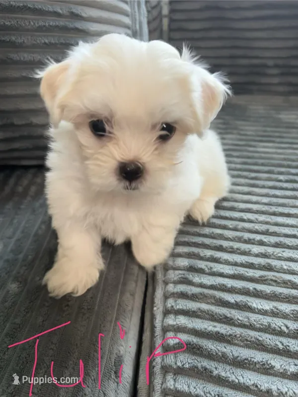 Tulip – Mal Shi puppy for sale in Chesapeake, VA