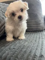 Tulip, a female Mal Shi for sale in Chesapeake, VA – Photo 3 of 5