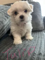 Tulip, a female Mal Shi for sale in Chesapeake, VA – Photo 2 of 5