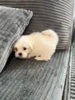 Tulip, a female Mal Shi for sale in Chesapeake, VA – Photo 4 of 5