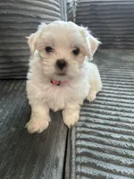 Tulip, a female Mal Shi for sale in Chesapeake, VA – Photo 5 of 5