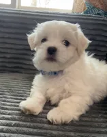 Max, a male Mal Shi for sale in Chesapeake, VA – Photo 2 of 4