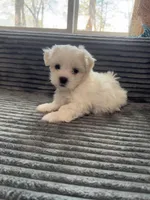 Max, a male Mal Shi for sale in Chesapeake, VA – Photo 4 of 4