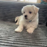 Max, a male Mal Shi for sale in Chesapeake, VA – Photo 3 of 4