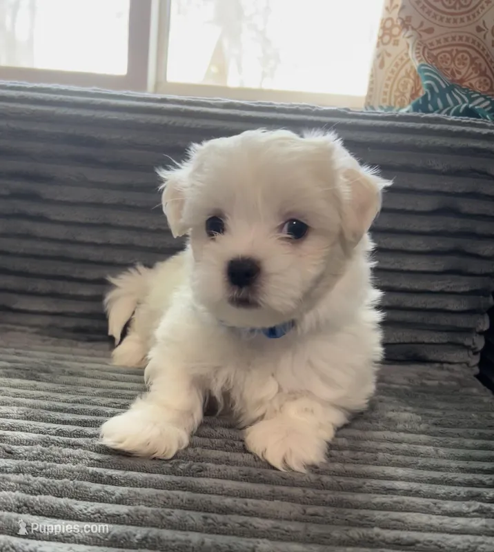 Max – Mal Shi puppy for sale in Chesapeake, VA