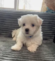 Max, a male Mal Shi for sale in Chesapeake, VA – Photo 1 of 4