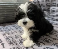 Annie, a female Mal Shi for sale in Chesapeake, VA – 1 of 6