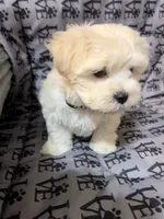Sati, a female Mal Shi for sale in Chesapeake, VA – 6 of 7