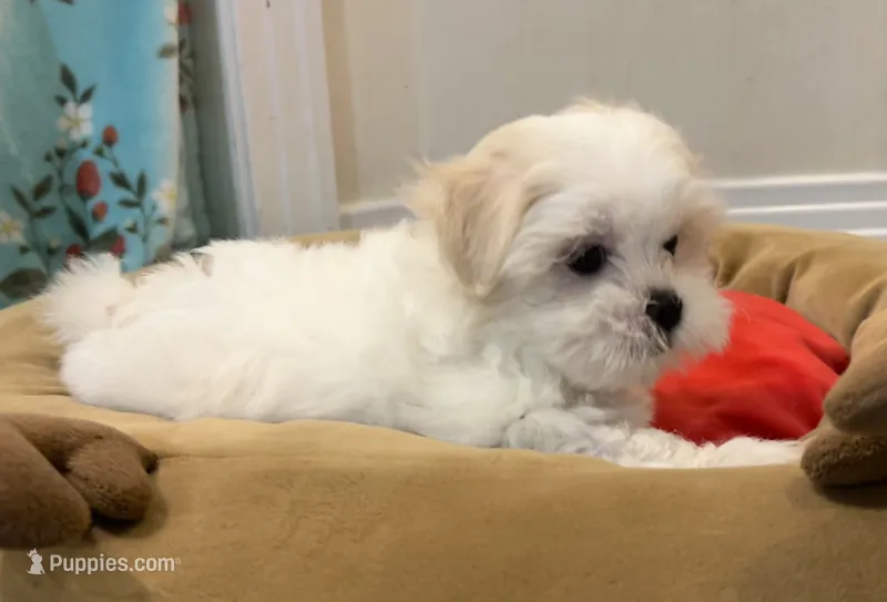 Missy – Mal Shi puppy for sale in Chesapeake, VA