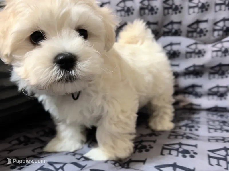 Sati – Mal Shi puppy for sale in Chesapeake, VA