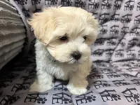 Sati, a female Mal Shi for sale in Chesapeake, VA – 2 of 7