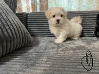 Jax, a male Mal Shi for sale in Chesapeake, VA – Photo 7 of 9