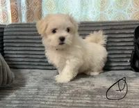 Jax, a male Mal Shi for sale in Chesapeake, VA – Photo 5 of 9