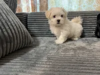 Jax, a male Mal Shi for sale in Chesapeake, VA – Photo 9 of 9