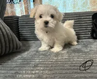 Jax, a male Mal Shi for sale in Chesapeake, VA – Photo 8 of 9