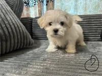 Jax, a male Mal Shi for sale in Chesapeake, VA – Photo 6 of 9