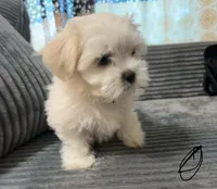 Jax, a male Mal Shi for sale in Chesapeake, VA – Photo 4 of 9