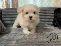 Jax, a male Mal Shi for sale in Chesapeake, VA – Photo 2 of 9