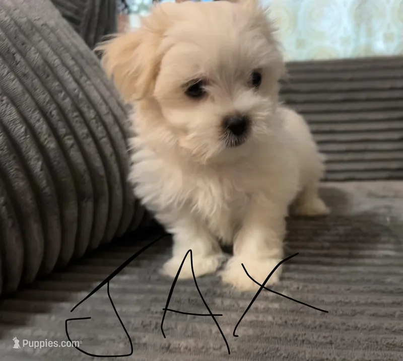 Jax – Mal Shi puppy for sale in Chesapeake, VA