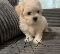 Jax, a male Mal Shi for sale in Chesapeake, VA – Photo 1 of 9