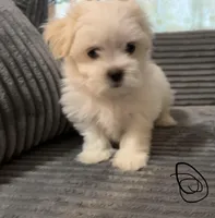 Jax, a male Mal Shi for sale in Chesapeake, VA – Photo 3 of 9