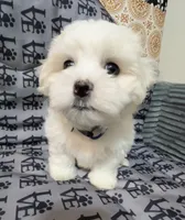 Jack, a male Mal Shi for sale in Chesapeake, VA – 5 of 5